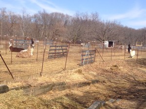 My lovely llamas coming into the barn, hoping for their evening hay.  