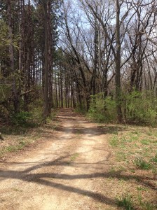 A walk in the woods this spring, before the green
