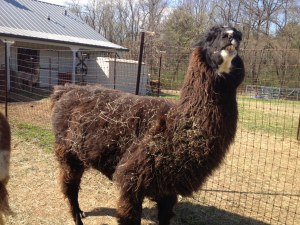 Minnett throwing a fit.  He literally didn't want his picture to be taken.