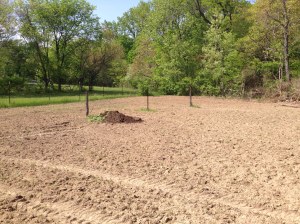 The garden space, which my lovely husband tilled up for me a few weeks ago.  Three cheers for my guy!