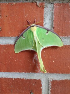 Lunar Moth. He's my friend. I decided.