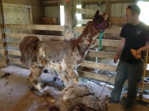 Merida, a rescue with less than stellar behavior, but she does stand fairly well for shearing.