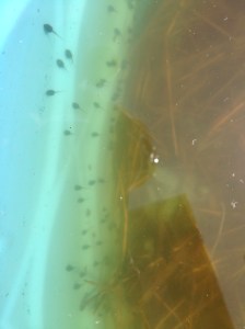 We found tadpoles in the kiddie pool!