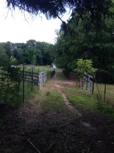 The corridor between the back fields and our main barn.
