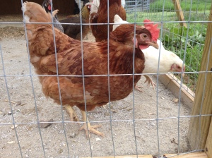 Some of my chickens have names.  This one, for example, is Lucy.