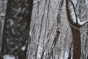 The woods are lovely dark and deep