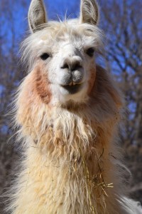 First Class, who for all of his issues, is still basically adorable.